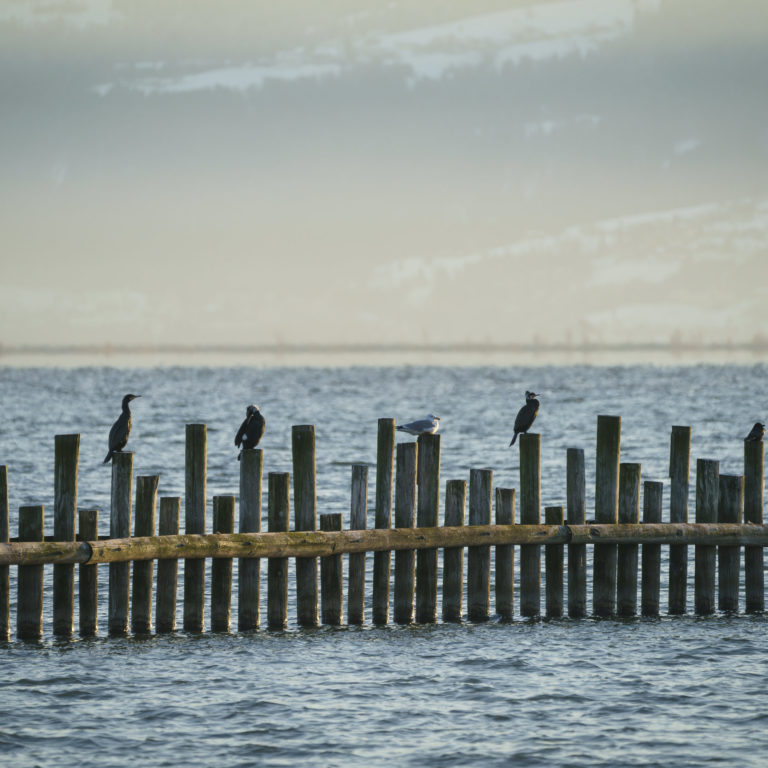 Birdwatching Rheinspitz Johanna Kronberger, Naturtipp Land des Wassers © Dietmar Denger / Vorarlberg Tourismus