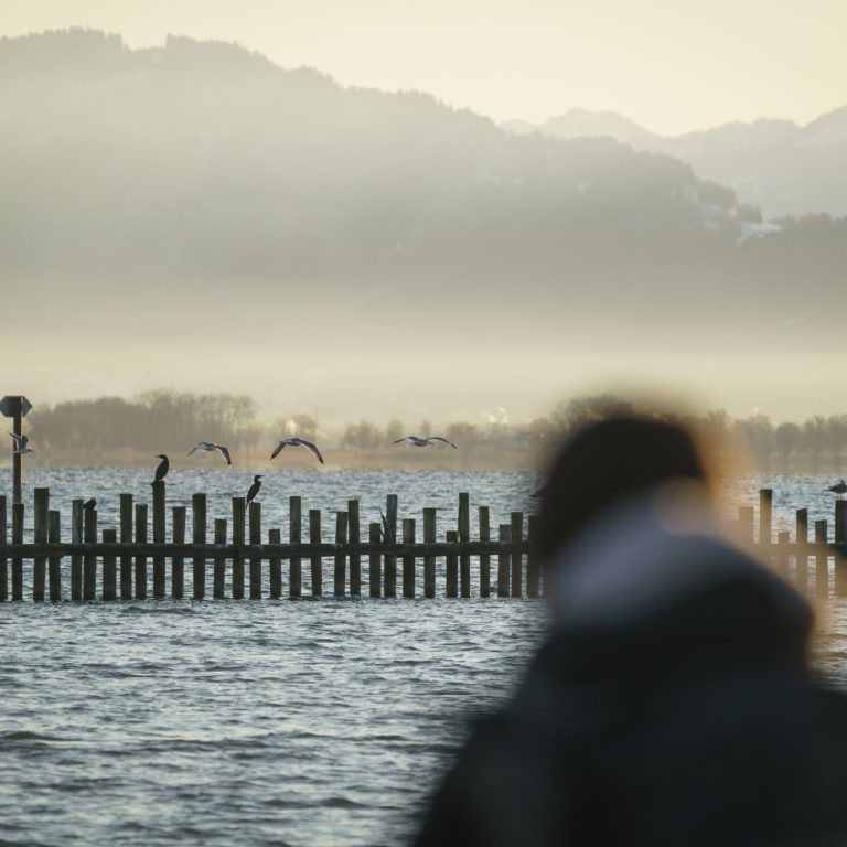 Birdwatching Rheinspitz Johanna Kronberger-26 © Dietmar Denger / Vorarlberg Tourismus