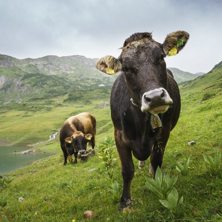 Kühe am Weg zur Freiburger Hütte (c) Dietmar Denger / Vorarlberg Tourismus