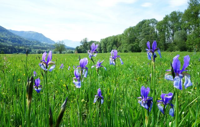 Rad-Radfahren-Walgau-Bludenz-Radweg-Irisblüte © Verena Hetzenauer / Vorarlberg Tourismus