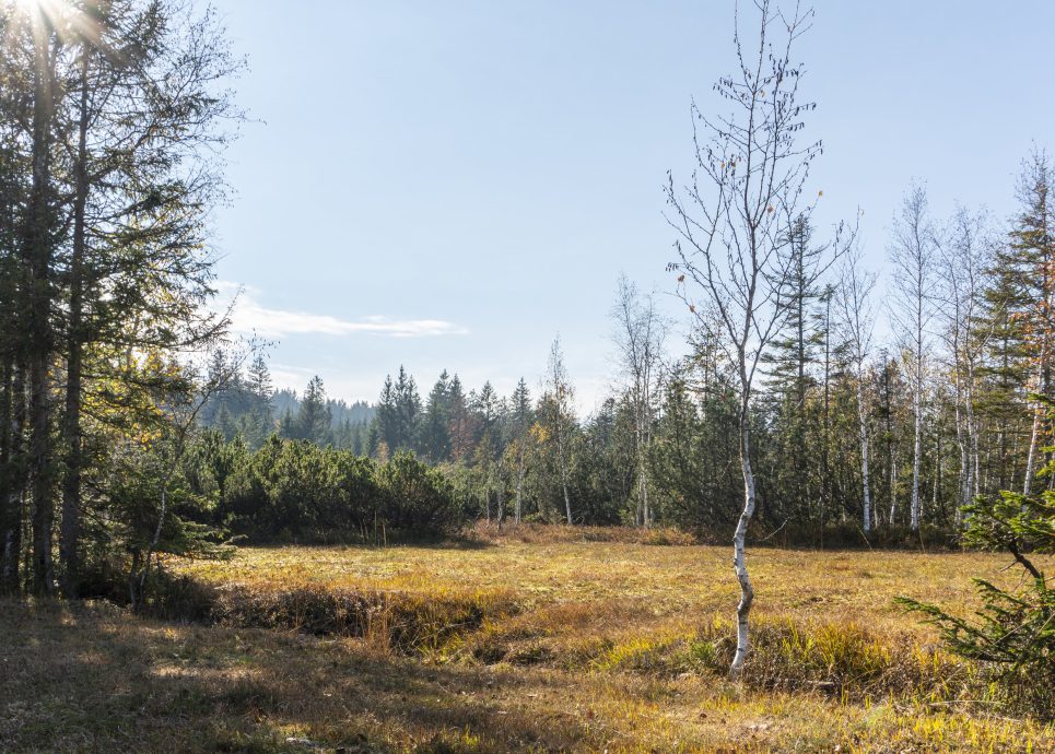 Fohramoos Hochmoor © Agnes Ammann / Vorarlberg Tourismus Fohramoos Hochmoor © Agnes Ammann / Vorarlberg Tourismus