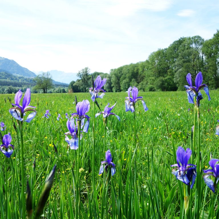 Rad-Radfahren-Walgau-Bludenz-Radweg-Blumenwiese-Frühling-Irisblüte-ARB (c) Verena Hetzenauer - Vorarlberg Tourismus.jpg Rad-Radfahren-Walgau-Bludenz-Radweg-Blumenwiese-Frühling-Irisblüte-ARB (c) Verena Hetzenauer - Vorarlberg Tourismus.jpg