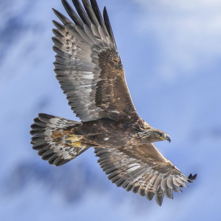 Steinadler © Giles Laurent / Wikimedia Steinadler © Giles Laurent / Wikimedia